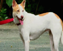 Mangalurean dog wins ’Cutest Indian Dog Alive’ contest